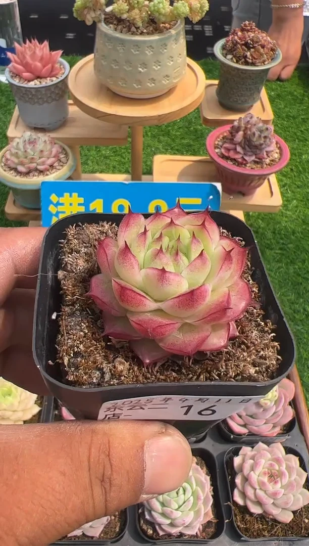 东云多肉园二店-16