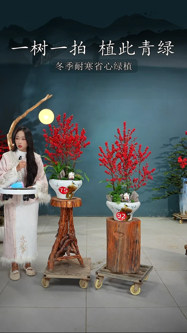 无花朵宽*北美冬青