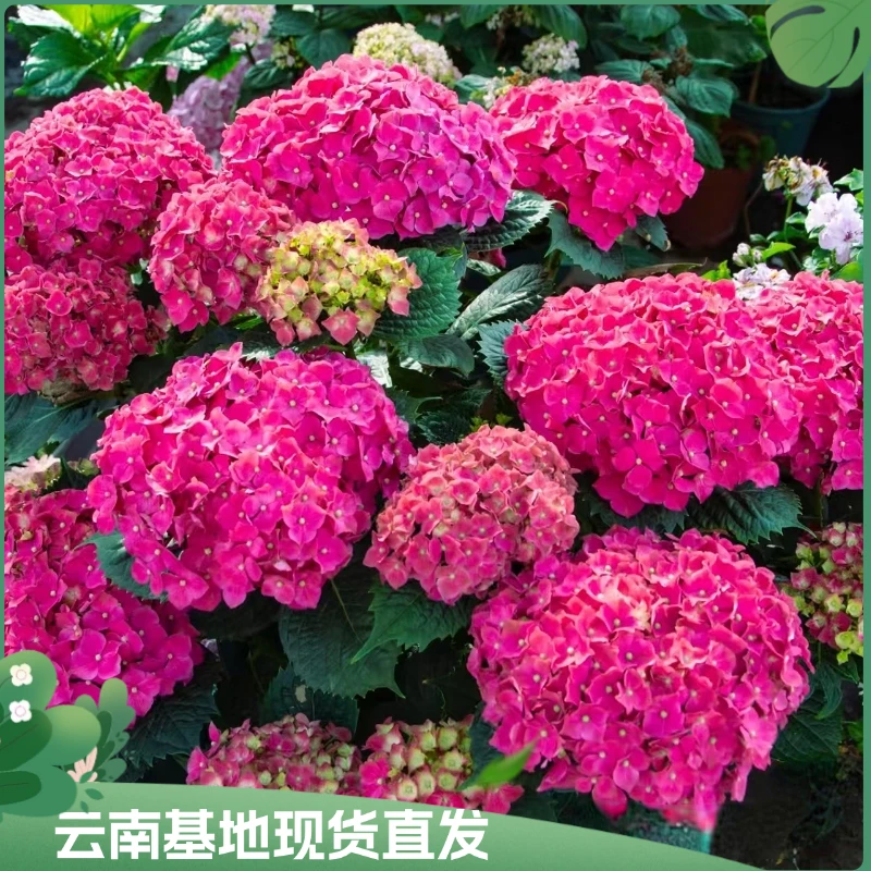 【棒棒糖玫红妈妈绣球】绣球花苗阳台盆栽户外庭院地栽单花期长耐阴