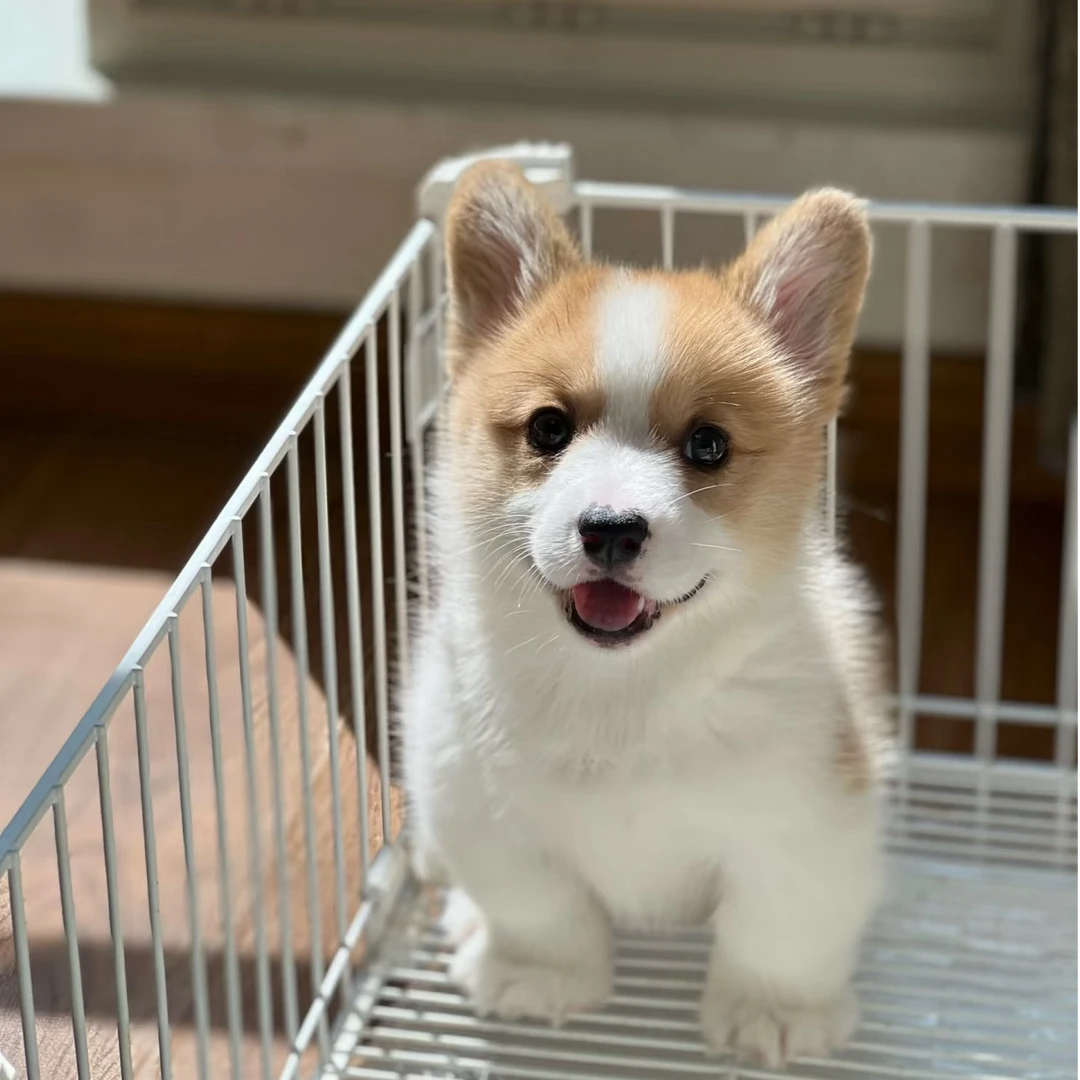 【抖音全款交易】自家繁育柯基边牧小狗宠物狗狗可爱伴侣犬聪明温顺