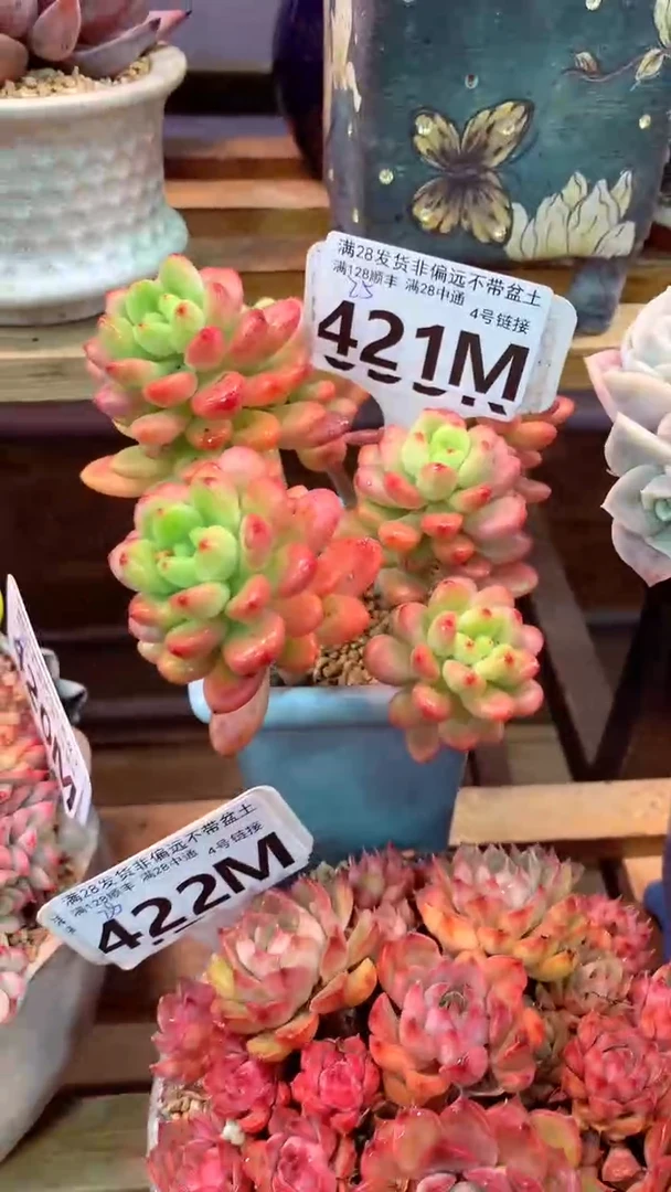 421M（一物一拍，精品多肉，所见即所得 ）