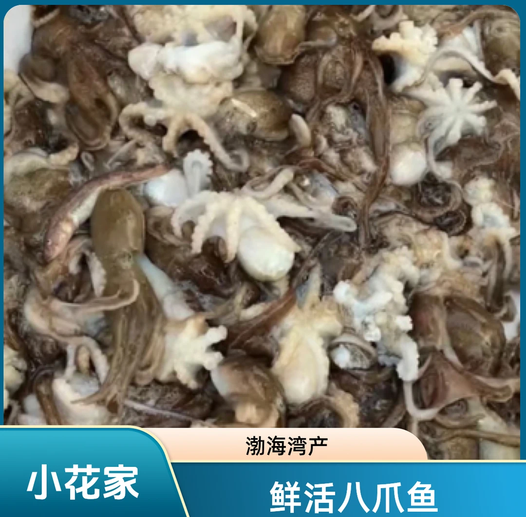 【小花家】八爪鱼（鲜发其他地区冷冻发保鲜不保活）