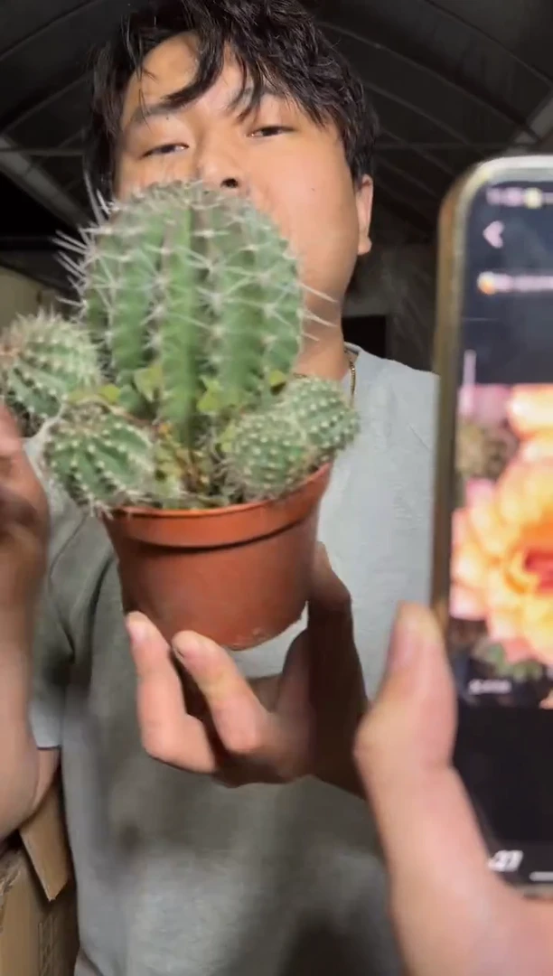 晚香 彩草【带根】