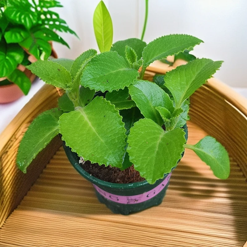 左手香盆栽阳台绿植美观植物