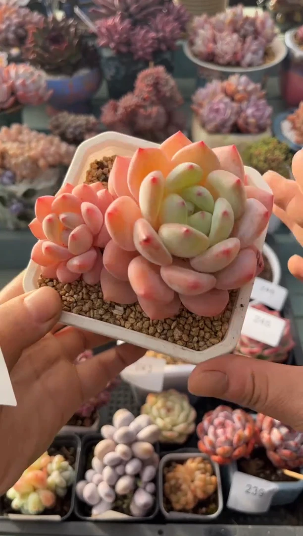 242双头梦尔圆多肉