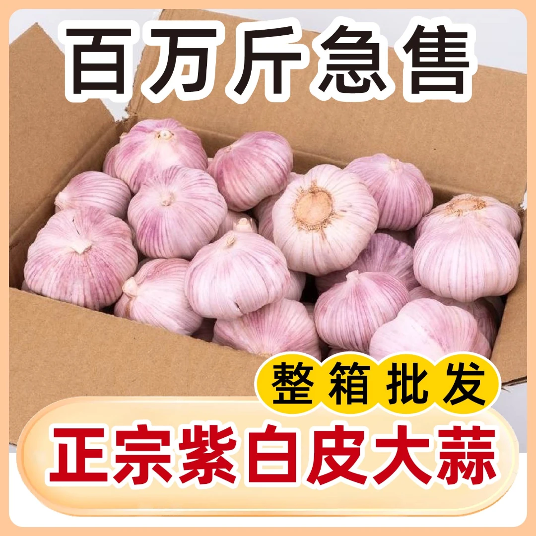 正宗紫白皮大蒜新鲜干蒜农产品生鲜特产LQ6