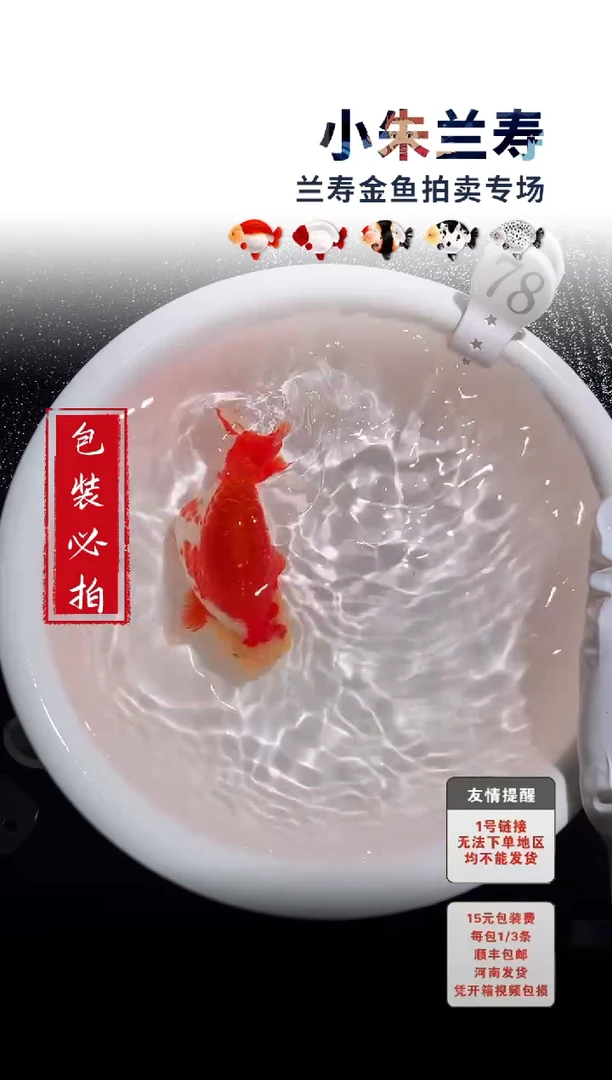 金鱼包装必拍未拍顺丰到付78号