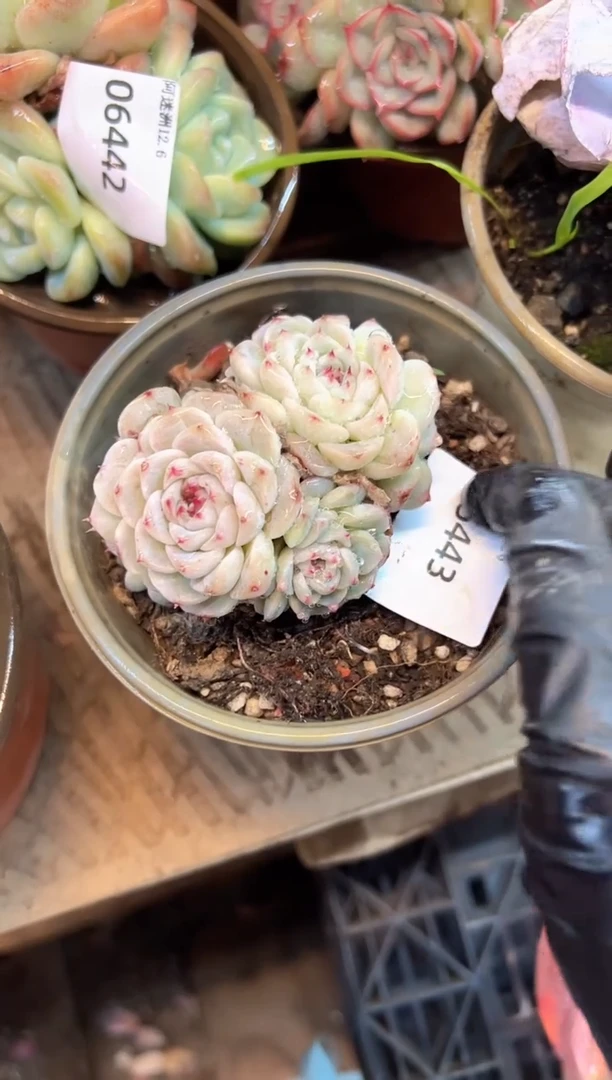 荷**田阿迷洲多肉花卉06443