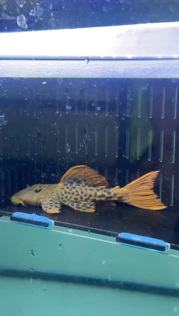 鱼蟹虾一?l600  一条