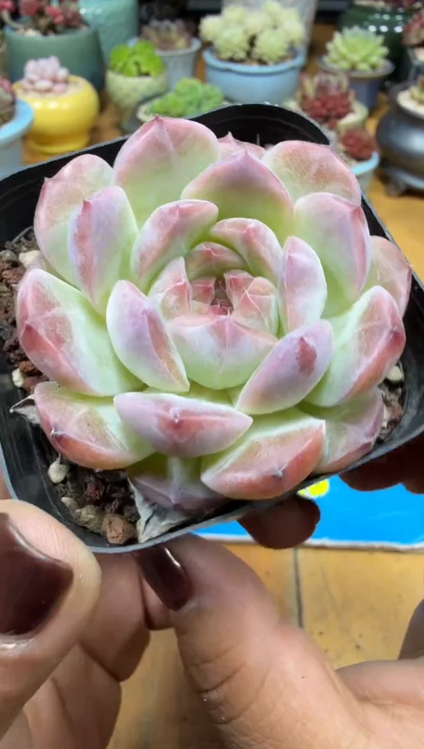 东云多肉园三号店-12