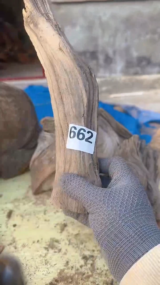 柏木（崖柏）太行陈化崖柏切片，随机一块，662