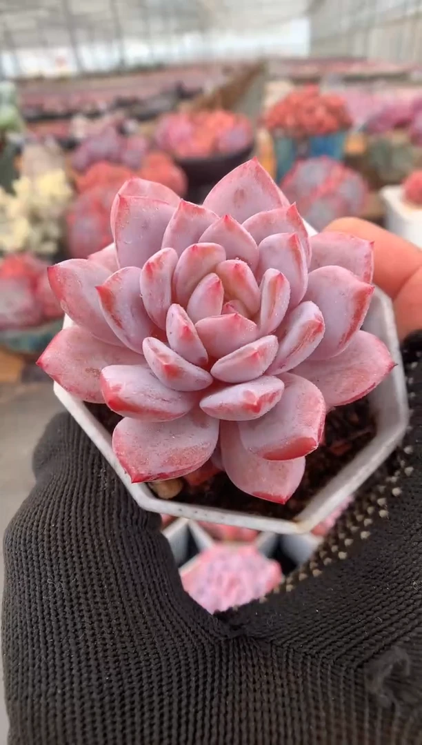 650星星橙量拍多肉一棵