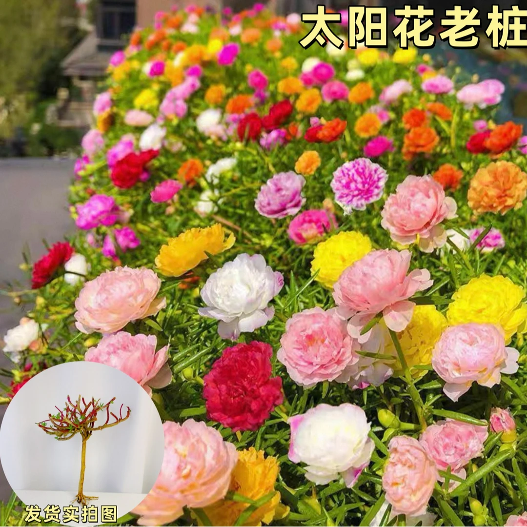 重瓣太阳花老桩耐寒耐热阳台庭院盆栽种植老桩开花好养活