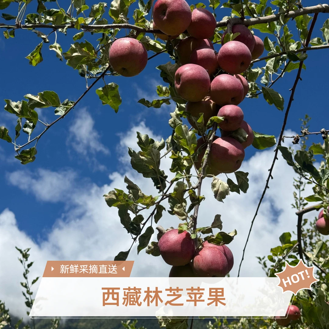 西藏林芝高原本地红富士苹果脆甜可口