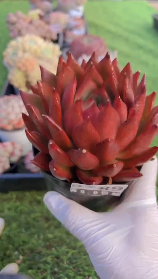 【闪购商品】信福多肉一物一拍