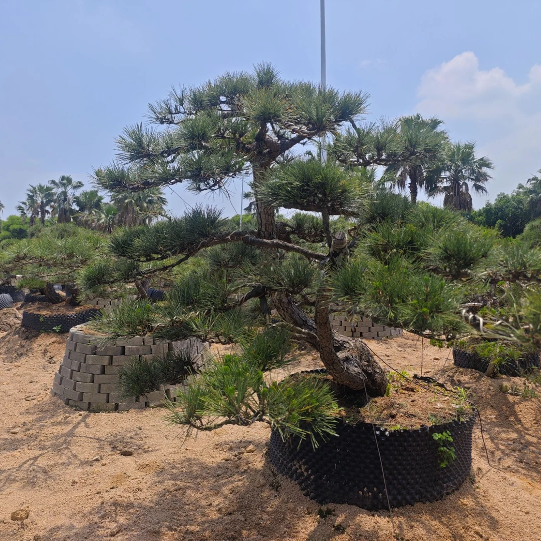 黑松迎客松造型盆景适合别墅庭院的园林景观树   一物一拍