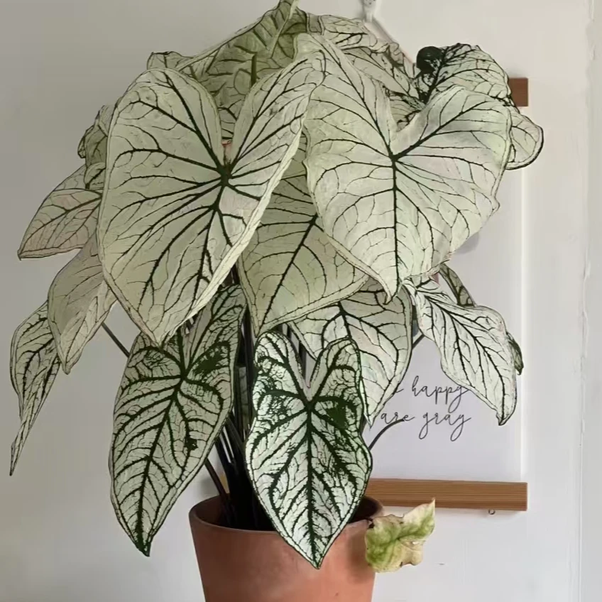 彩叶芋观叶辐射绿植桌面景观花卉