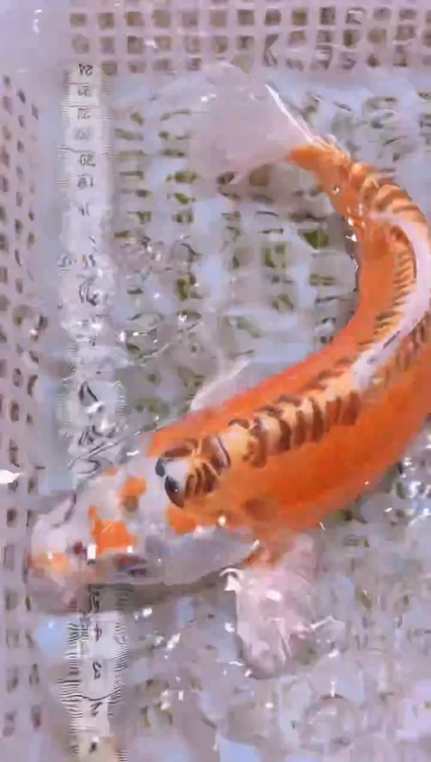 锦鲤冷水观赏鱼全场包邮63