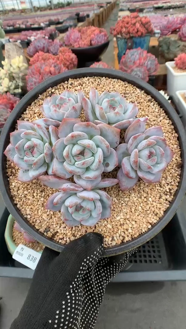 839梦露一物一拍