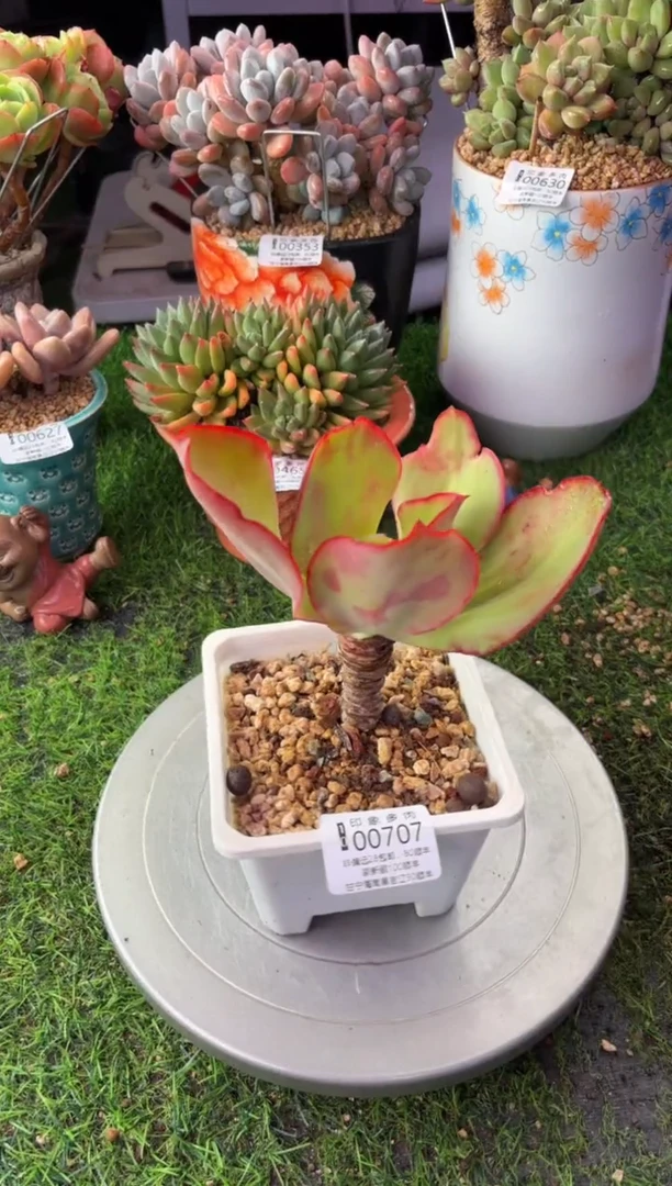 昆明印象多肉00707