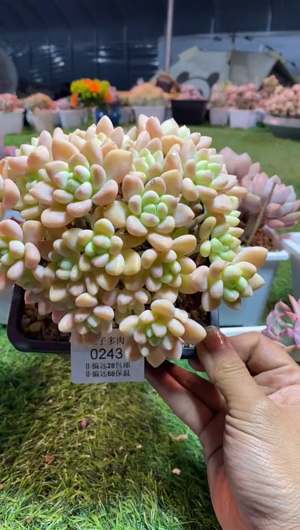 【闪购商品】0243a