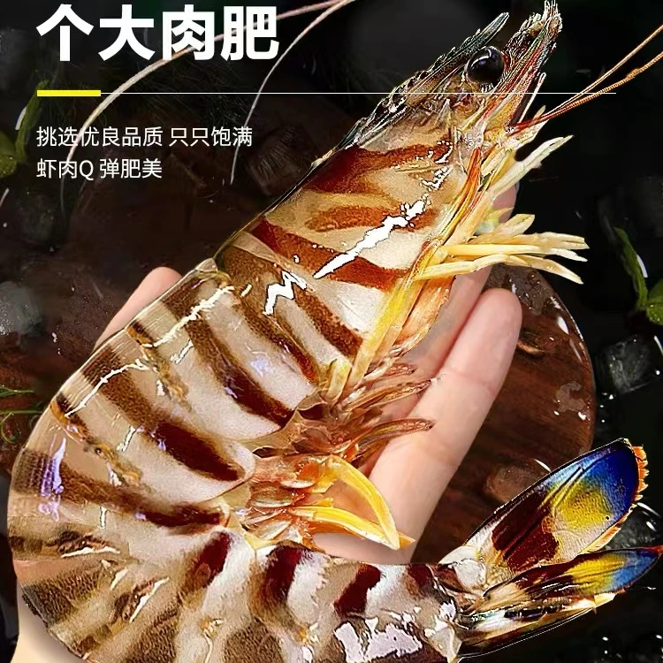 野生海捕特大号斑节虾 竹节虾 花虾2斤装   鲜虾速冻顺丰冷链运输