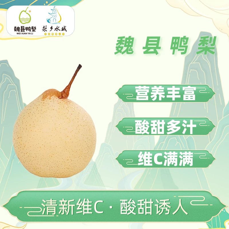 正宗魏县黄金脆皮金梨精品果王礼盒装香 酥 脆甜现摘鸭梨12枚包邮