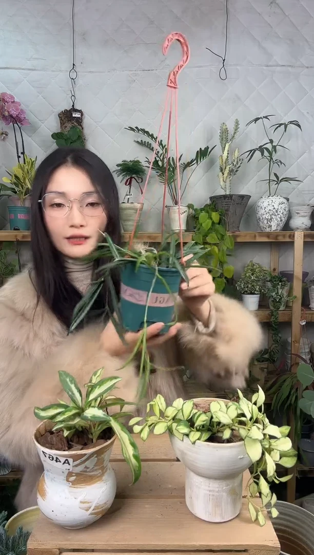 无花朵867牧羊人球兰育苗盆