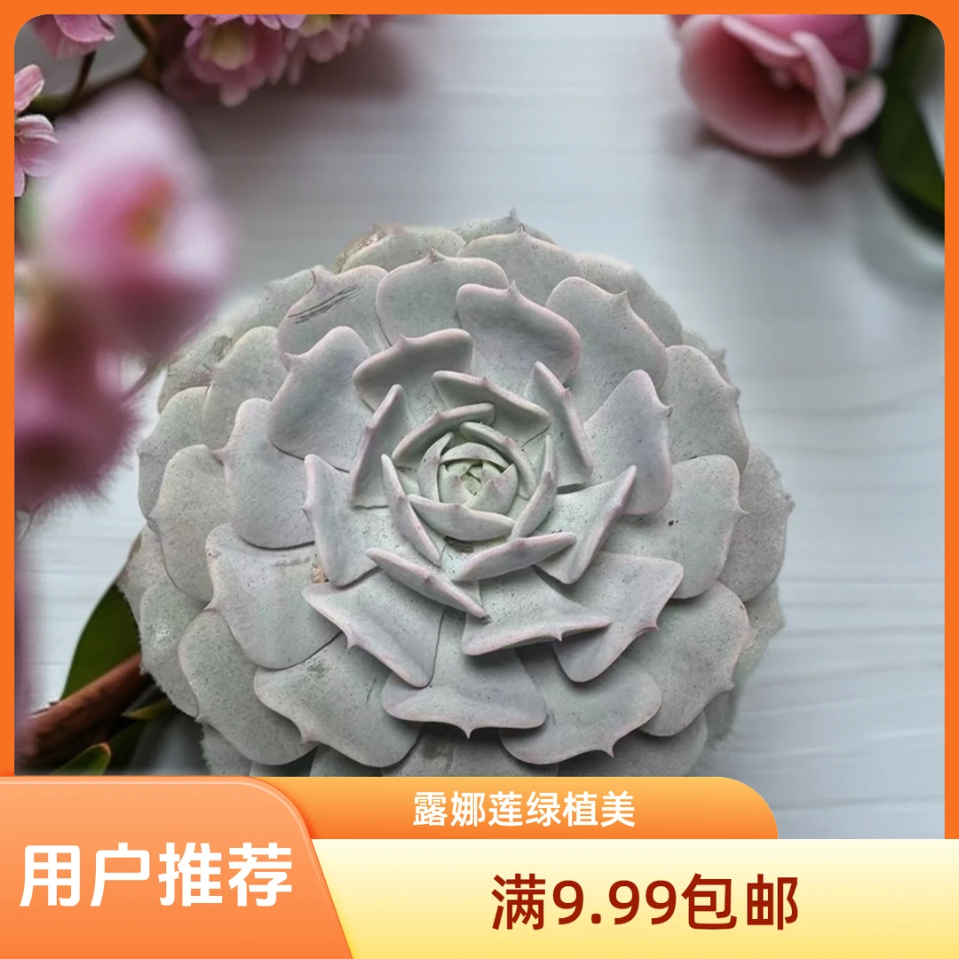 露娜莲  脱土发货  星花怒放 阳台 露台 办公室绿植植