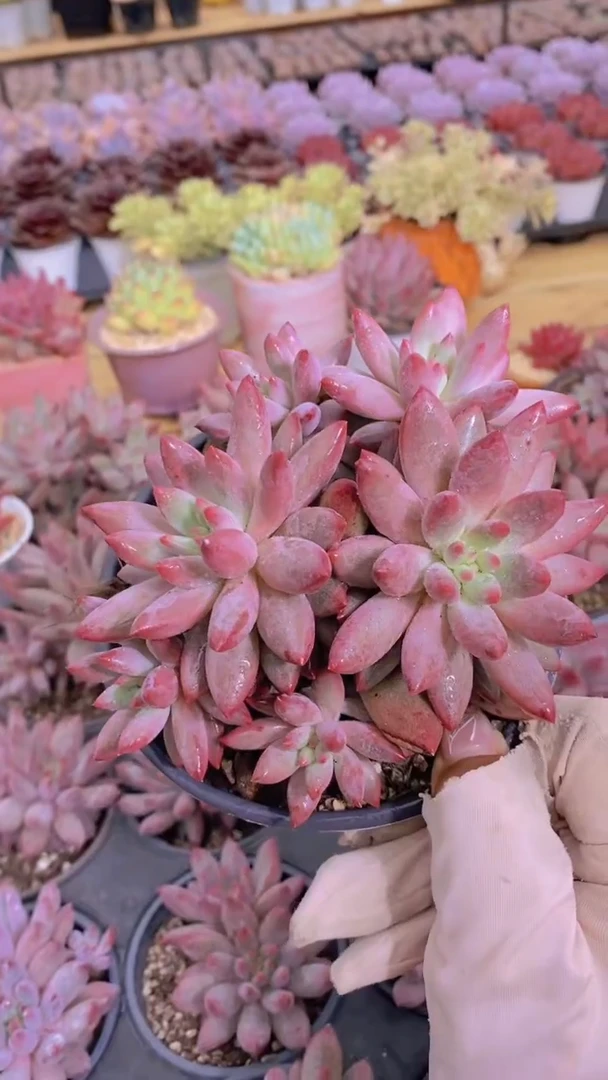 A827-虞美人群5-6头群脱土发默认有砍（量拍）