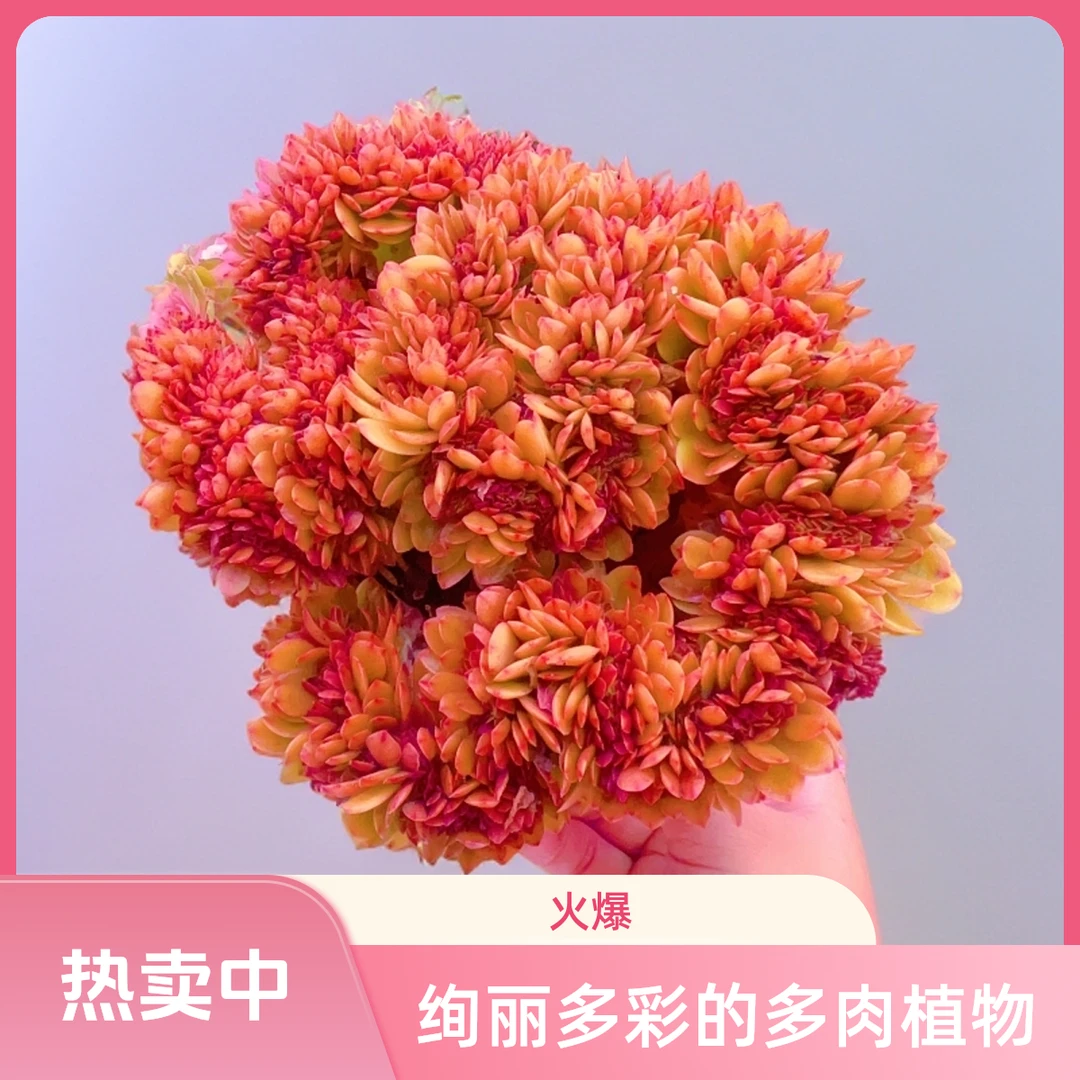 顺悠 糖果缀化皮实超好养带盆