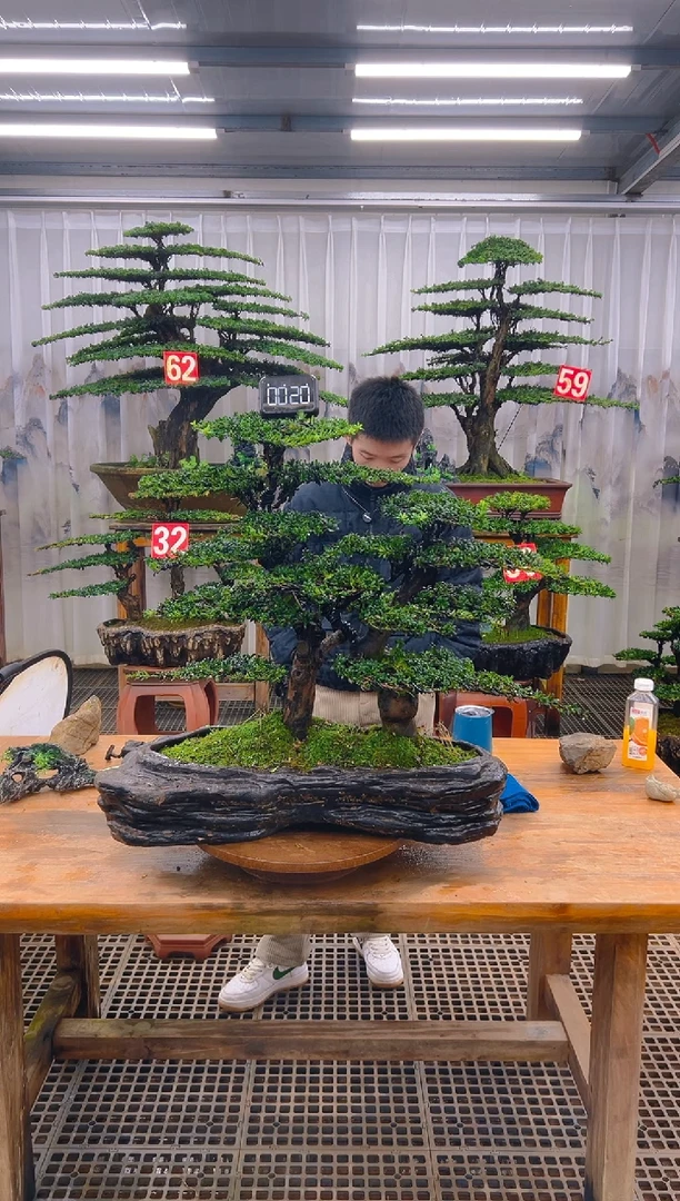 无花朵精品盆景直播间一物一拍