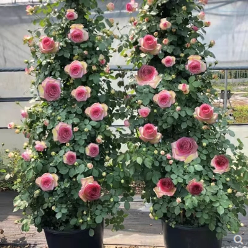 蔷薇花苗藤本月季特大浓香庭院爬藤植物花卉盆栽阳台玫瑰爬墙四季