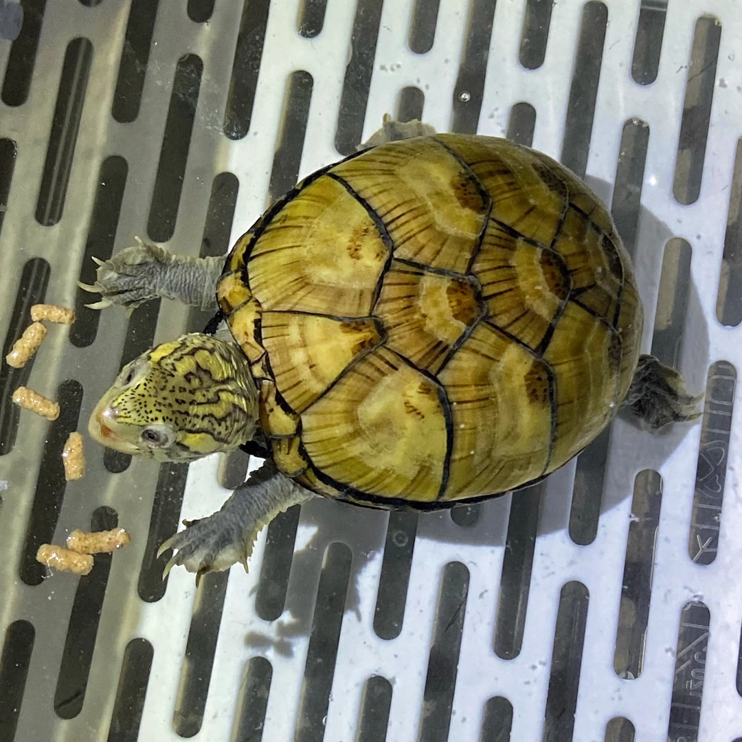 蛋龟/头盔红面苗/碌家庭宠物深水龟（按主播说的去拍/直播链接）