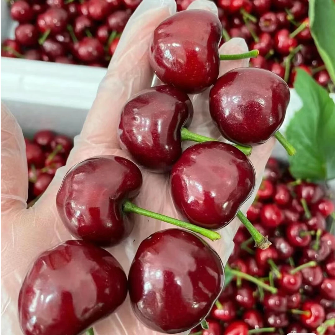zr【烟台美早】大樱桃车厘子 孕妇水果 新鲜采摘 彩箱礼盒