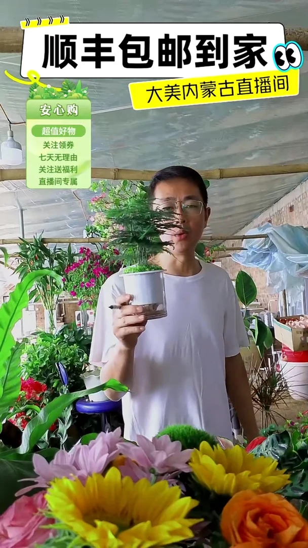 完全开放水培文竹