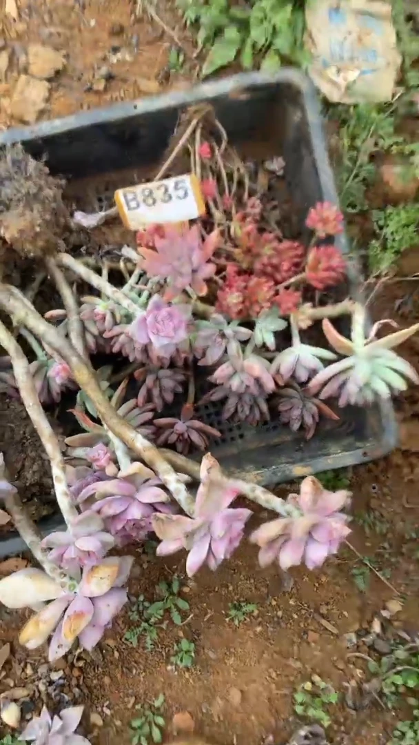 【闪购商品】B835清风花木兰多肉组合