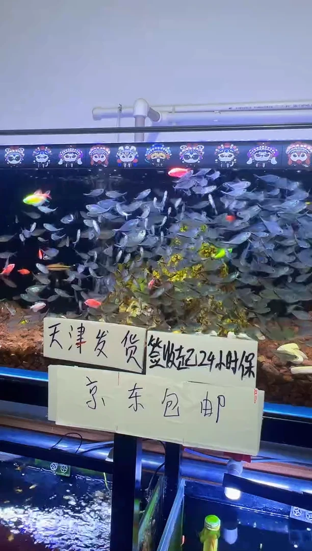 灯科鱼碟翼斑马3-4cm18+2条备损（赠送不包邮）