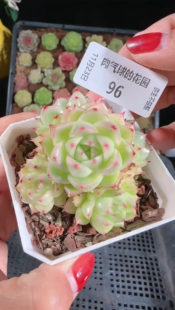 1123-96群生不包整