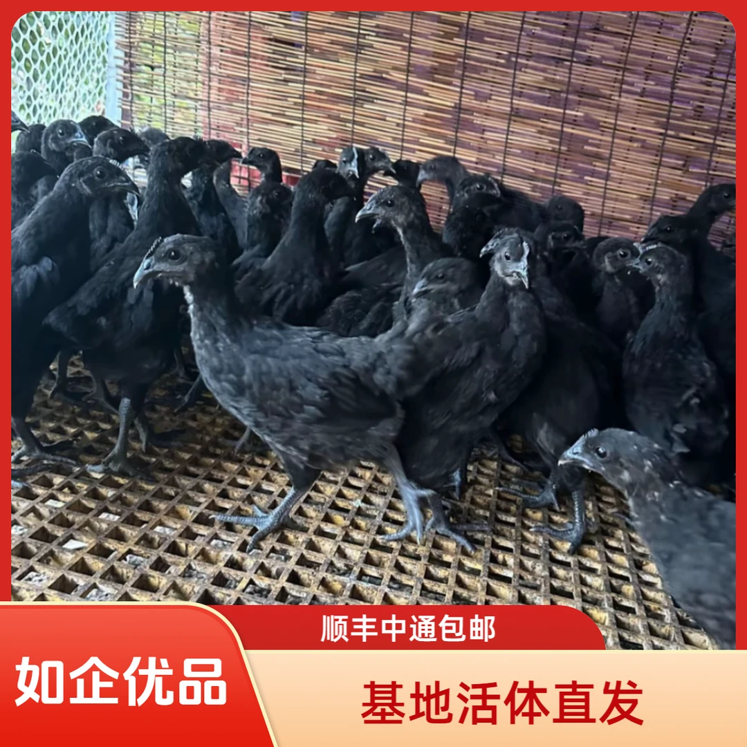 【10只】保种基地活体发货，黑宠物鸡，四两左右发货，顺丰中通包邮