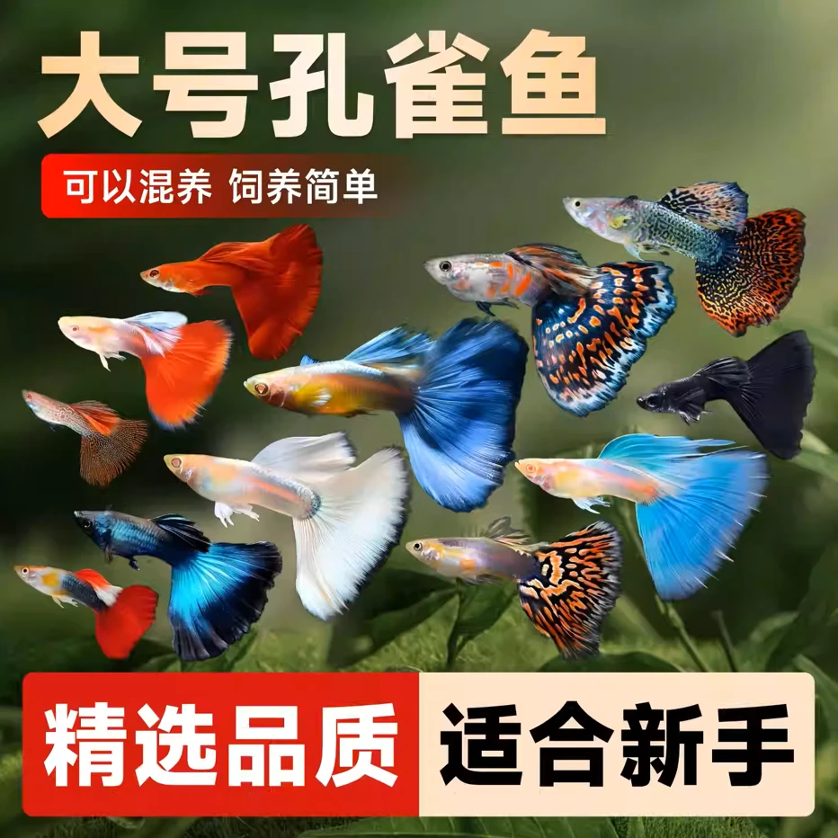 孔雀鱼热带鱼玛丽鱼斑马鱼观赏鱼淡水小型鱼好养耐活耐养金鱼天使