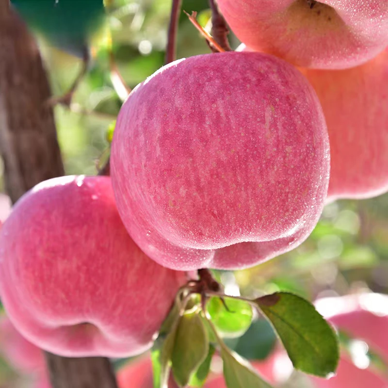 山东红富士苹果产地直发新鲜脆甜多汁自然果香