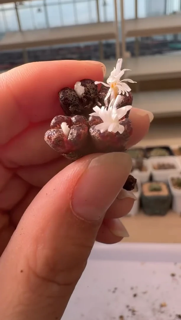 24-106多肉植物肉锥