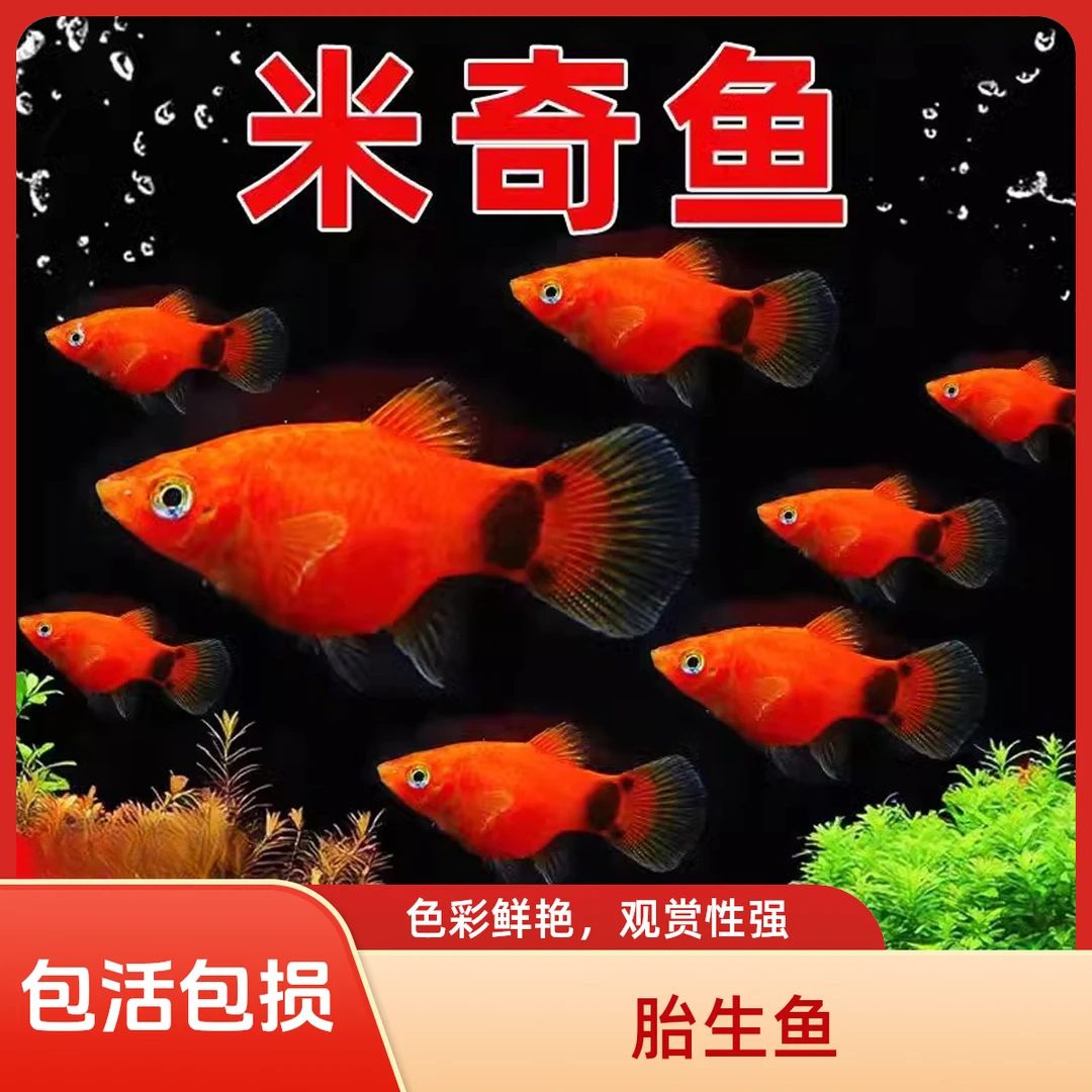 红米奇鱼胎生鱼小型鱼活体热带观赏鱼玛丽鱼孔雀鱼耐养月光鱼