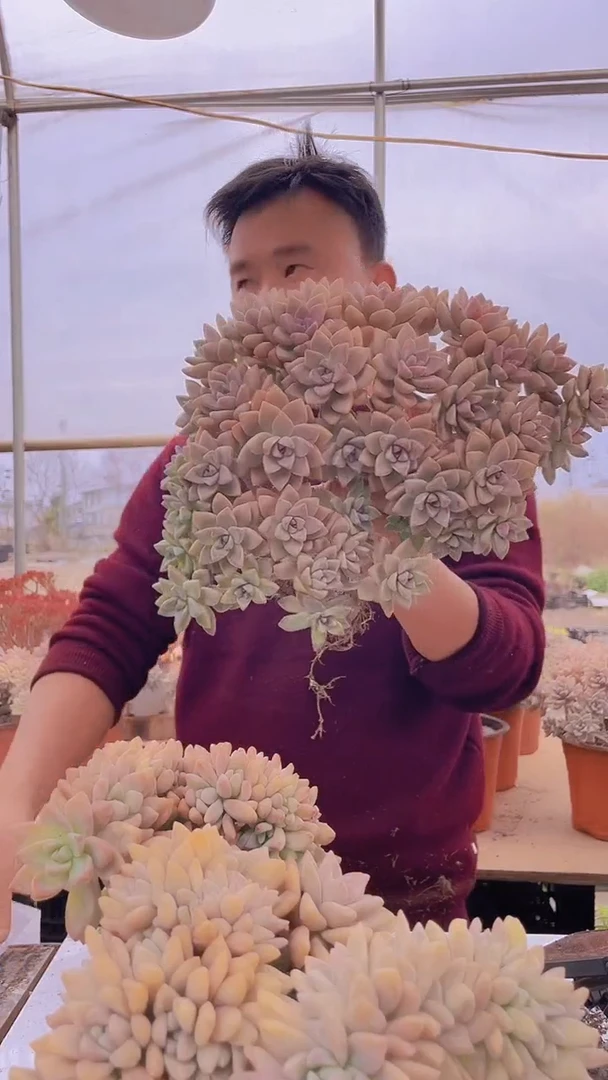 【闪购商品】缀化138