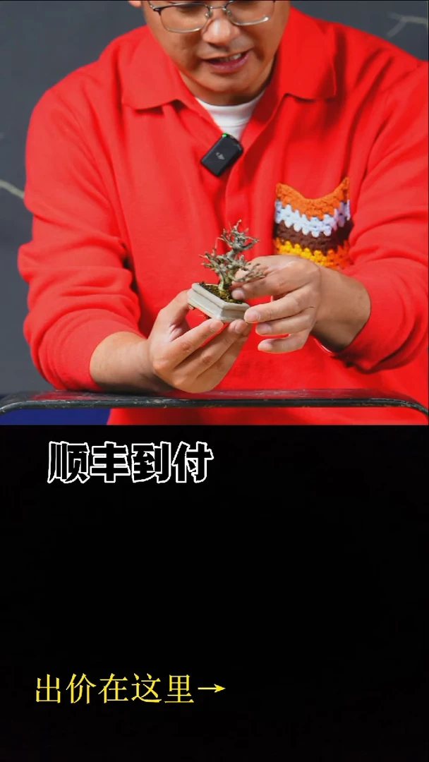 无花朵c011长寿梅buaboyou