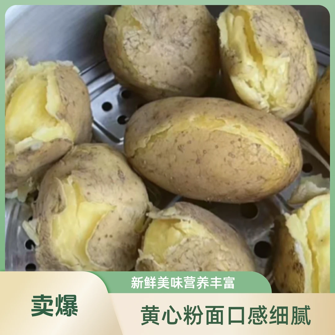 开花洋芋云南巧家旱沙地黄皮黄心粉面土豆新鲜美味饭大洋芋