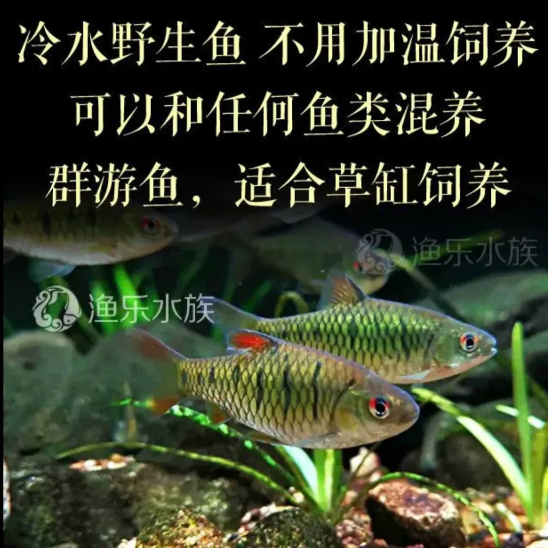 原生鱼生态冷水鱼条纹小鲃二须鲃小溪鱼草缸群游鱼好养耐活观赏鱼
