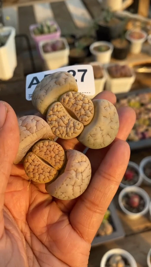 【闪购商品】5627直播一物一拍