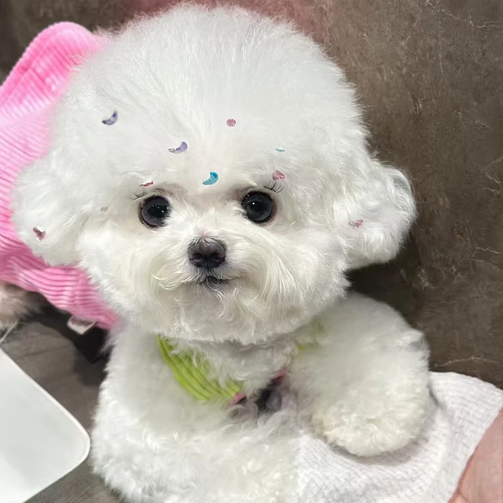 小型犬比熊宠物               衣服              JJ